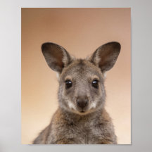 Baby Wallaby Portret – Mooie Dieren Wanddecoratie