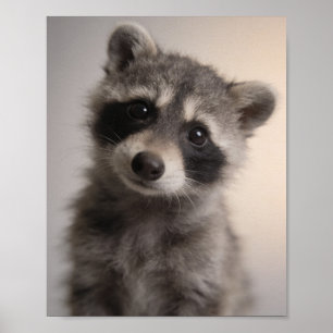 Baby Wasbeer Portret Speelse Kinderkamer Muurkunst Poster