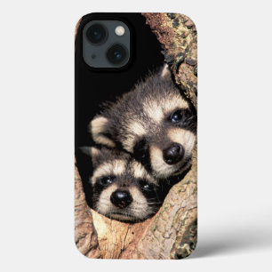 Baby wasberen die uit een boom kijken Case-Mate iPhone case