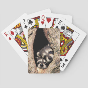 Baby wasberen die uit een boom kijken pokerkaarten