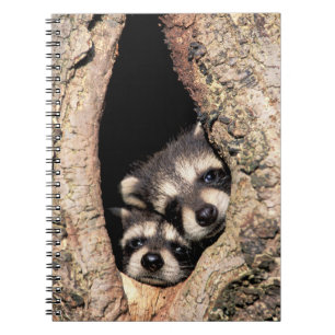 Baby wasberen gluren uit boom notitieboek