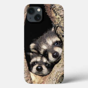Baby wasberen in boomholte Procyon Case-Mate iPhone Case