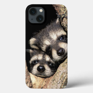 Baby wasberen in boomholte Procyon iPhone 13 Hoesje