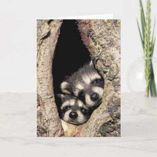 Baby wasberen in boomholte Procyon Kaart