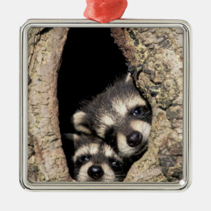 Baby wasberen in boomholte Procyon Metalen Ornament