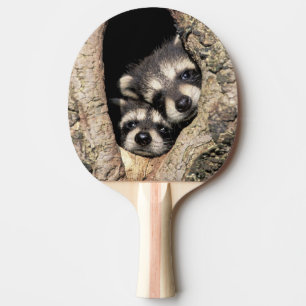 Baby wasberen in boomholte Procyon Tafeltennisbatje