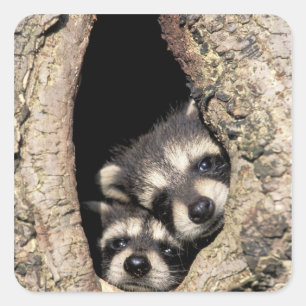 Baby wasberen in boomholte Procyon Vierkante Sticker