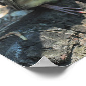 Baby Wasvee Poster (Hoek)