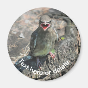 Baby Waxwing Bird Natuur - Gepersonaliseerd Magneet
