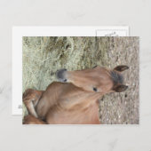 Baby Welsh Pony Briefkaart (Voorkant / Achterkant)