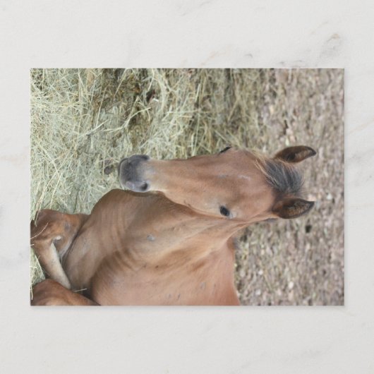 Baby Welsh Pony Briefkaart (Voorkant)