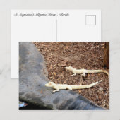 Baby White Albino Alligators Briefkaart (Voorkant / Achterkant)