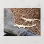 Baby White Albino Alligators Briefkaart (Voorkant)