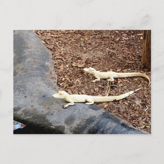 Baby White Albino Alligators Briefkaart (Voorkant)