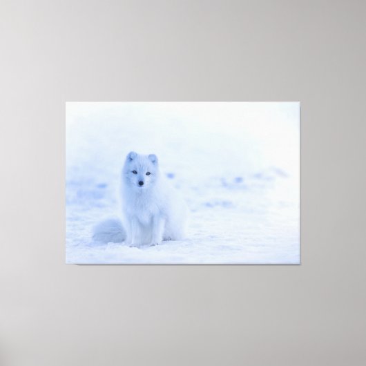 Baby White Artic Fox bij sneeuw Canvas Afdruk (Voorkant)