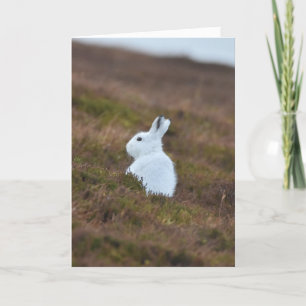 Baby White Hare Kaart