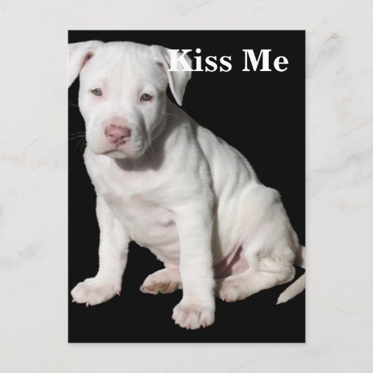 Baby White Pitbull Puppy Briefkaart (Voorkant)