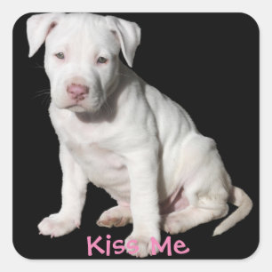 Baby White Pitbull Puppy Vierkante Sticker