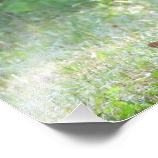 Baby White Tailed Deer Fawn Foto Afdruk (Hoek)