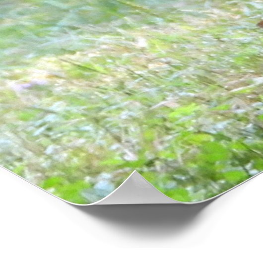 Baby White Tailed Deer Fawn Poster (Hoek)