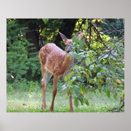Baby White Tailed Deer Fawn Poster (Voorkant)