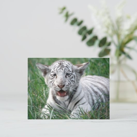 Baby White Tiger Briefkaart (Staand voorkant)