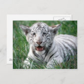Baby White Tiger Briefkaart (Voorkant / Achterkant)