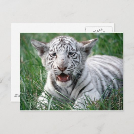 Baby White Tiger Briefkaart (Voorkant / Achterkant)