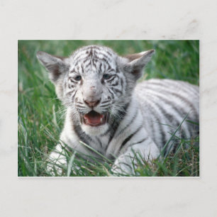 Baby White Tiger Briefkaart