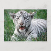 Baby White Tiger Briefkaart (Voorkant)