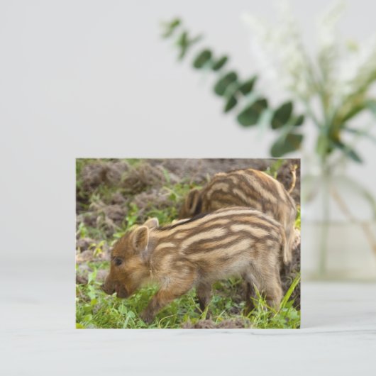 Baby Wild Boar Briefkaart (Staand voorkant)