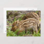 Baby Wild Boar Briefkaart (Voorkant / Achterkant)
