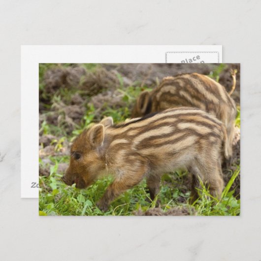 Baby Wild Boar Briefkaart (Voorkant / Achterkant)