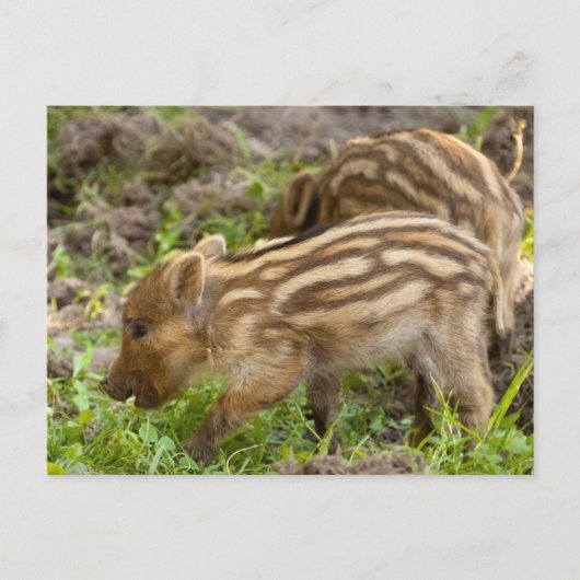 Baby Wild Boar Briefkaart (Voorkant)