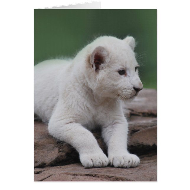 Baby witte leeuw cub 2 (Voorkant)