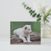 Baby witte leeuw cub 2 briefkaart (Staand voorkant)