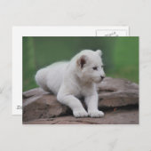 Baby witte leeuw cub 2 briefkaart (Voorkant / Achterkant)