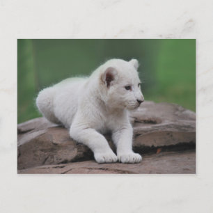 Baby witte leeuw cub 2 briefkaart