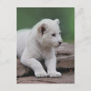 Baby witte leeuw cub 2 briefkaart