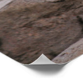 Baby witte leeuwenkoppen poster (Hoek)