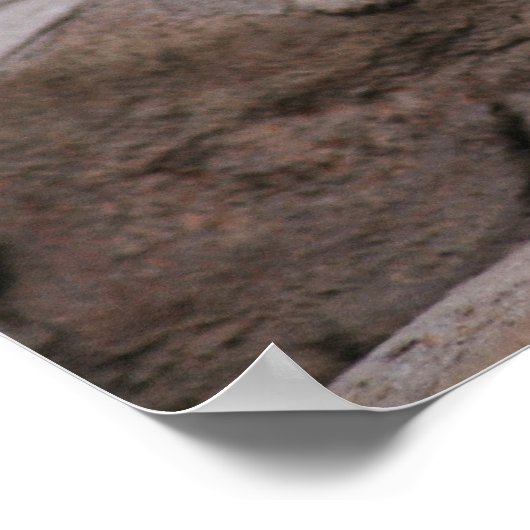 Baby witte leeuwenkoppen poster (Hoek)