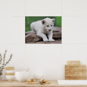 Baby witte leeuwenkoppen poster (Keuken)