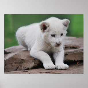 Baby witte leeuwenkoppen poster