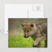 Baby Wolf Briefkaart (Voorkant / Achterkant)