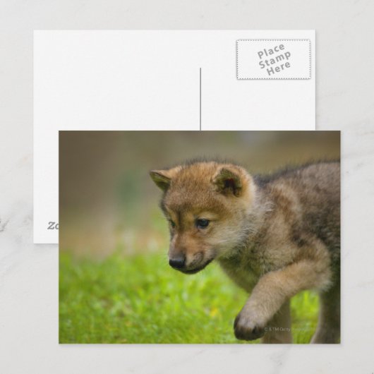 Baby Wolf Briefkaart (Voorkant / Achterkant)