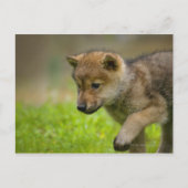 Baby Wolf Briefkaart (Voorkant)