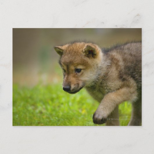 Baby Wolf Briefkaart (Voorkant)