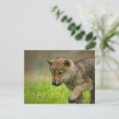 Baby Wolf Briefkaart (Staand voorkant)