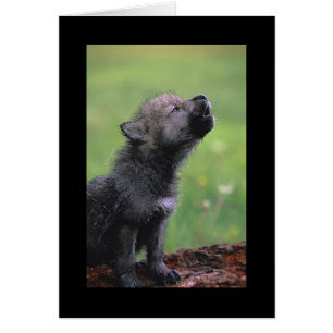 Baby Wolf Howls