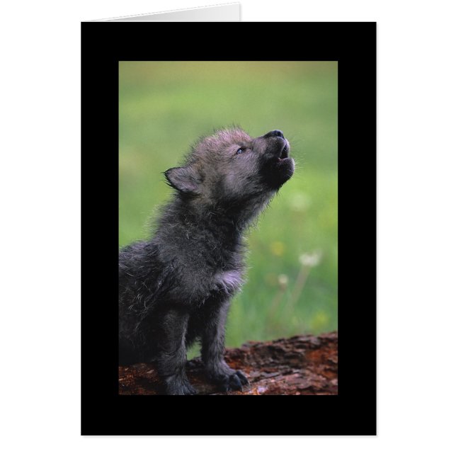 Baby Wolf Howls (Voorkant)